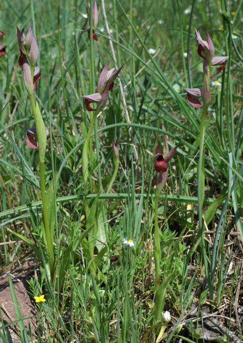 Serapias lingua Rouquan 230407 (13)