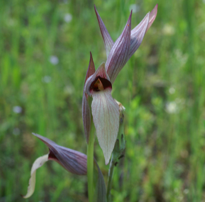 Serapias lingua Rouquan 230407 (15)