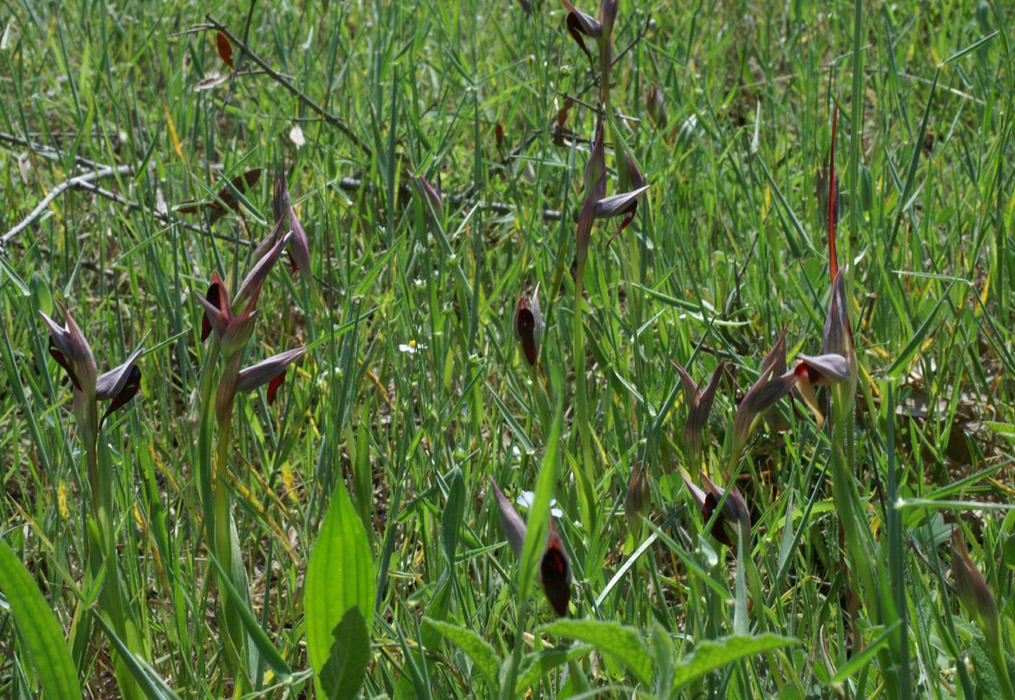 Serapias olbia & lingua  Rouquan 230407 (22)