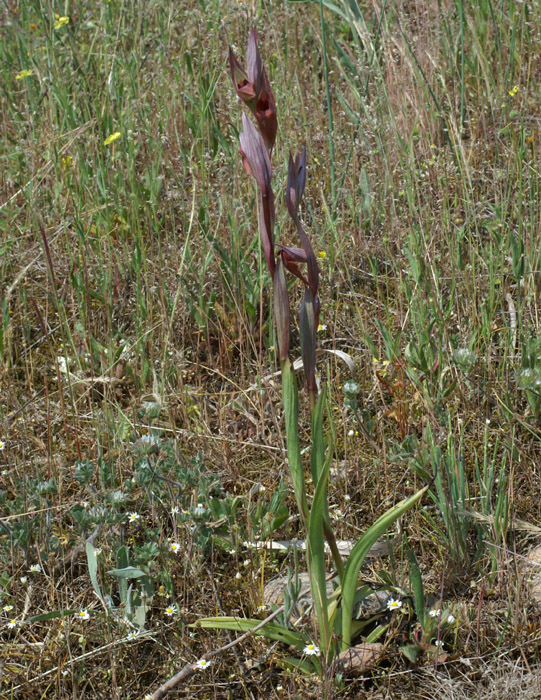 Serapias vomeracea Rouquan 230407 (32)