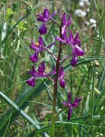 Anacamptis laxiflora Rouquan 230407 (1)