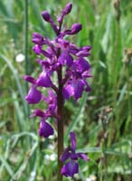 Anacamptis laxiflora x picta Rouquan 230407 (27)