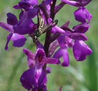 Anacamptis laxiflora x picta Rouquan 230407 (28)