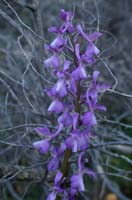 Anacamptis morio Rouquan 230407 (33)