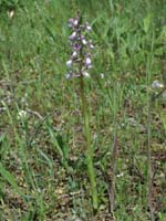 Anacamptis picta Rouquan 230407 (18)