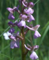 Anacamptis picta Rouquan 230407 (3)