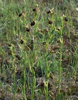 Ophrys incubacea Rouquan 230407 (43)