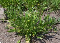 Ranunculus revelieri Rouquan 230407