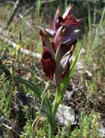 Serapias cordigera Rouquan 230407 (34)