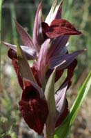 Serapias cordigera Rouquan 230407 (36)