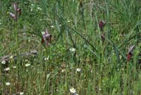 Serapias lingua Rouquan 230407 (11)