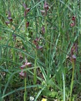 Serapias lingua Rouquan 230407 (12)