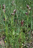 Serapias lingua Rouquan 230407 (13)