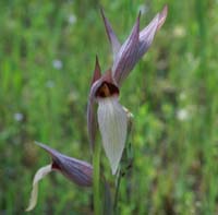 Serapias lingua Rouquan 230407 (15)