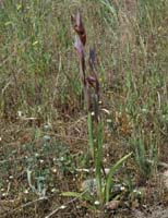 Serapias vomeracea Rouquan 230407 (32)