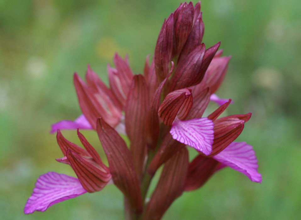 Anacamptis papillonacea Bruyères 190407 (5)