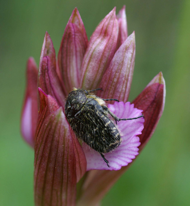 Anacamptis papillonacea Bruyères 190407 (9)