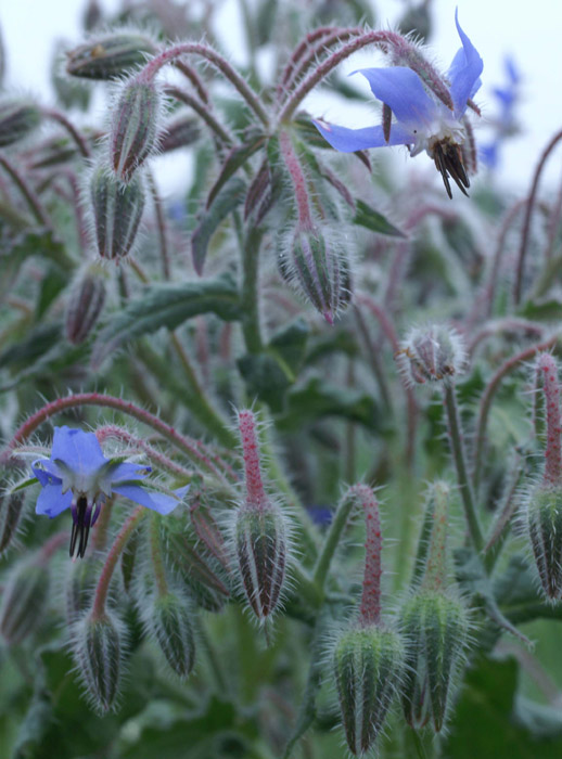 Borago officinalis Bruyères 190407 (31)