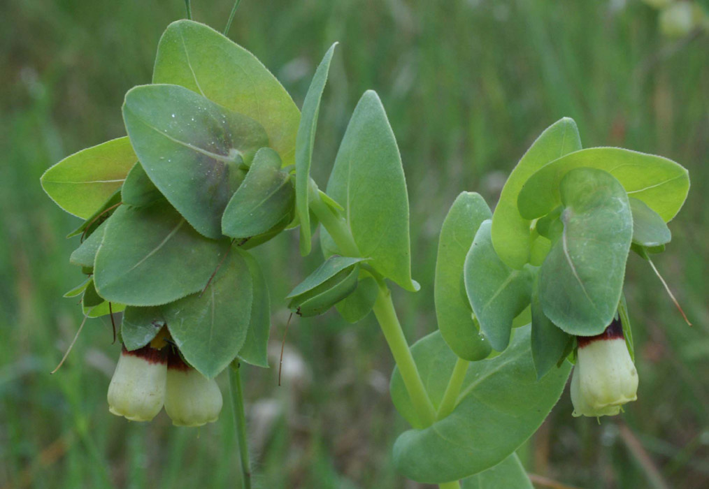 Cerinthe major Bruyères 190407 (24)