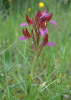 Anacamptis papillonacea Bruyères 190407 (10)