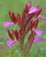 Anacamptis papillonacea Bruyères 190407 (11)