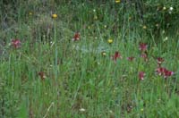 Anacamptis papillonacea Bruyères 190407 (12)