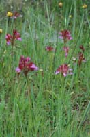 Anacamptis papillonacea Bruyères 190407 (13)