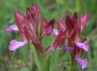 Anacamptis papillonacea Bruyères 190407 (14)