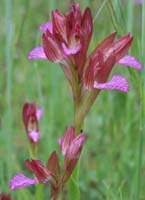 Anacamptis papillonacea Bruyères 190407 (16)