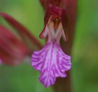 Anacamptis papillonacea Bruyères 190407 (17)