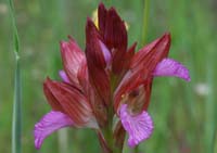 Anacamptis papillonacea Bruyères 190407 (18)