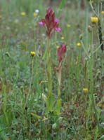 Anacamptis papillonacea Bruyères 190407 (2)