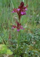 Anacamptis papillonacea Bruyères 190407 (4)