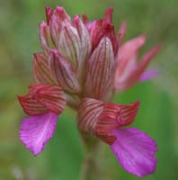 Anacamptis papillonacea Bruyères 190407