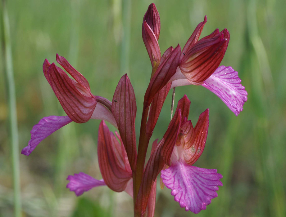 Anacamptis papillonacea Bruyères 250407 (1)