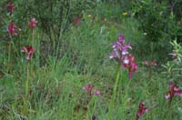 Anacamptis papillonacea & A papillonacea x picta Bruyères 250407 (24)