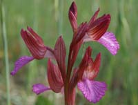 Anacamptis papillonacea Bruyères 250407 (1)