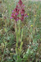 Anacamptis papillonacea Bruyères 250407 (10)