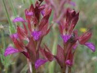 Anacamptis papillonacea Bruyères 250407 (11)