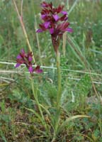 Anacamptis papillonacea Bruyères 250407 (12)