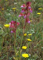 Anacamptis papillonacea Bruyères 250407 (13)