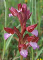 Anacamptis papillonacea Bruyères 250407 (14)