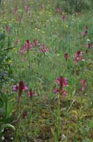 Anacamptis papillonacea Bruyères 250407 (15)