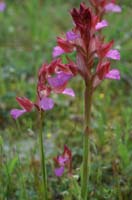 Anacamptis papillonacea Bruyères 250407 (16)