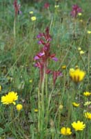 Anacamptis papillonacea Bruyères 250407 (17)