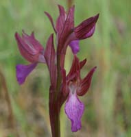 Anacamptis papillonacea Bruyères 250407 (2)