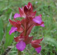 Anacamptis papillonacea Bruyères 250407 (20)