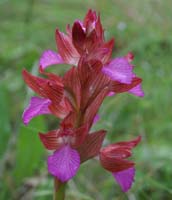 Anacamptis papillonacea Bruyères 250407 (22)