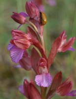 Anacamptis papillonacea Bruyères 250407