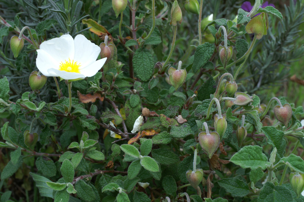 Cistus populifolius Bron Carnoules 150407 (1)